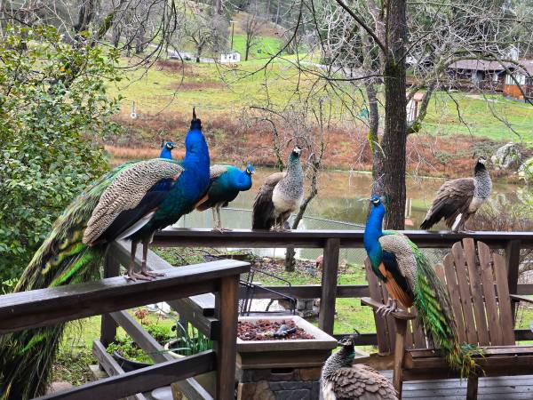 Peacocks and Peahens 1