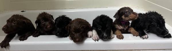 Husky Lab Puppies (Topeka)64194927745539120