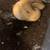 Male ball Python 4 thumbnail