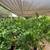 Valley Lemon Trees - 2 Feet Tall - Over 50 Citrus Varieties in stock 2 thumbnail