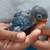 Lovebirds babies for hand feeding 5 thumbnail
