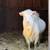 Nigerian dwarf  goats 3 thumbnail