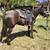 Registered gaited rocky filly 7 thumbnail