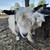 Registered miniature silky fainting goat doe 2 thumbnail