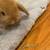 Holland Lop Looking for forever home. 6 thumbnail