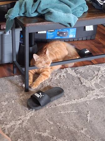 gato ragdoll naranja macho de 1 1/2 años (Kennewick)63827961719683122