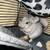 Male chinchilla 3 thumbnail