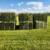 Timothy hay 3 thumbnail