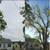 🏡 Tree Service Trimming or Removal  🏡 12 thumbnail
