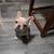 🚨 STOLEN / MISSING FRENCH BULLDOG PUPPIES – SACRAMENTO, CA 🚨 2 thumbnail