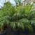 Pygmy Palm 🌴 13 thumbnail