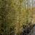 Black Bamboo 🎍 10 thumbnail