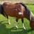 Mature Paint Stallions Exposed Bred Mares 4 thumbnail