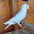 Fancy Pigeons - large variety 5 thumbnail