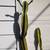 Plants--Houseplants--7 Large, old column cactus plants--1 owner 4 thumbnail