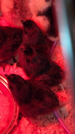 Ayam cemanis chicks 1