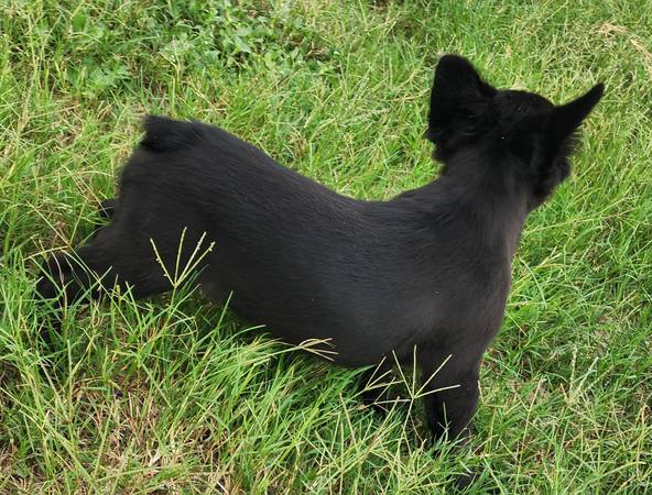 Male Fluffy Frenchies (Weirsdale)63687882992129123
