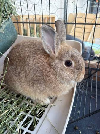 Bunny 1
