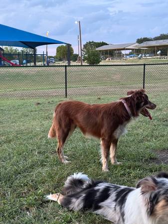 Border collie (Kempner)63839343856129121