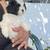 Puppy dog for sale 2 thumbnail