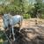 Arabian Mare 2 thumbnail