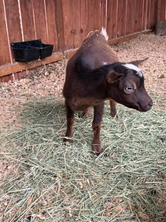 Nigerian dwarf wether polled blue eyes 1