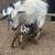 ADGA Nigerian Dwarf Doe 4 thumbnail