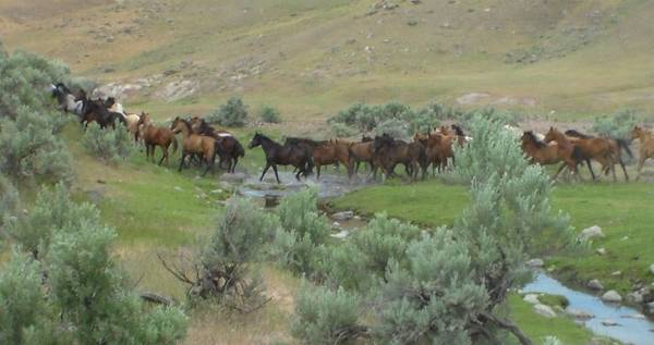 HORSES: Yearling and Two-Year-Old Colts and Fillies 1