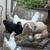 Layer  hens 19 thumbnail