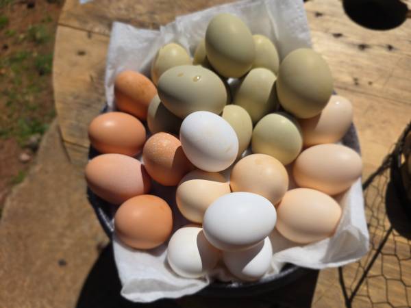 Fresh free range eggs 1
