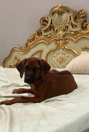 Rhodesian ridgeback63861889736193120