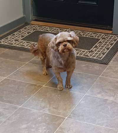 Shih tzu 1