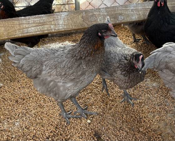 5 1/2 - 6 Months Old 1