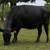Young Bred Cows 10 thumbnail