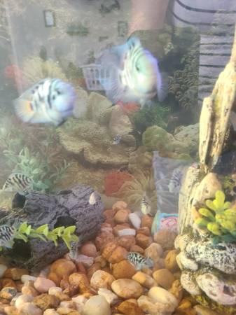 Convict Cichlids & Platinum Convict Cichlids Rehoming (Douglas)63978327244418121