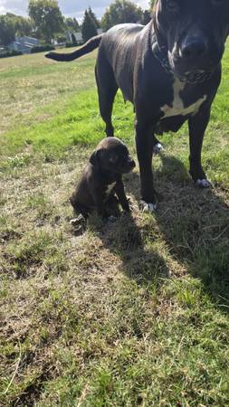Rehoming sweet puppy (Hillsboro)63842373065729123