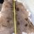 Whitetail Deer Hide Tanned Fur Deerskin Buckskin 4 Different 16 thumbnail