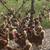 Fantastic Egg Laying Hens! 2 thumbnail
