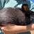 Rabbits 1 thumbnail