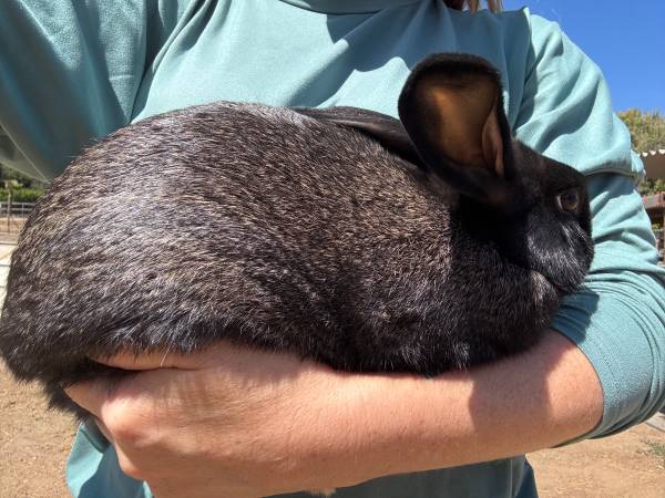 Rabbits 1