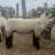 Hampshire Rams 4 thumbnail