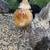 Hens 1 thumbnail