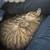 female tabby cat with necessities rehome 2 thumbnail