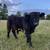 Scottish Highland Cattle Bull Calf 2 thumbnail