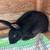 Rabbit male 1 thumbnail