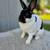 Mini Rex Buck 3 thumbnail