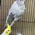 Cockatiels 5 thumbnail