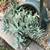 Whole bunch of ghost plant succulents in a half ceramic pot 4 thumbnail