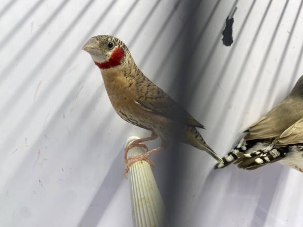 Pájaros para reubicar (Hillsborough)63624616190721123