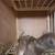 Pigeons 6 thumbnail